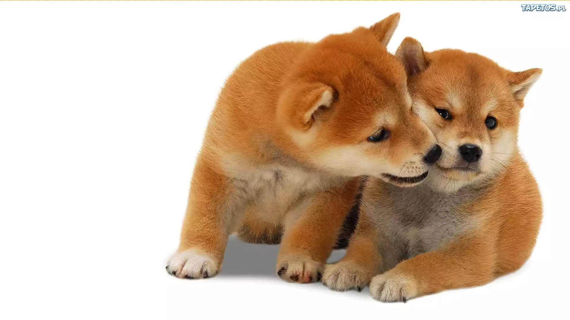 shiba行情(SHIB实时价格走势)